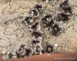 Attēlu rezultāti vaicājumam “Diderma rufostriatum young”