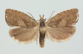 Attēlu rezultāti vaicājumam “Dichrorampha simpliciana”