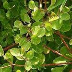 Attēlu rezultāti vaicājumam “Euphorbia palustris fruit”