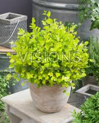 Attēlu rezultāti vaicājumam “Betula nana flower”