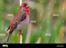 Attēlu rezultāti vaicājumam “Carpodacus erythrinus adult”