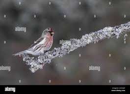 Attēlu rezultāti vaicājumam “Carduelis flammea male”