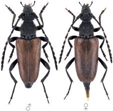 Attēlu rezultāti vaicājumam “Paracorymbia maculicornis”