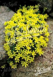 Image result for Sedum acre
