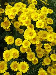 Image result for Anthemis tinctoria
