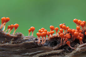 Attēlu rezultāti vaicājumam “Hemitrichia decipiens macro”