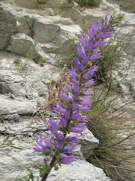 Image result for Campanula spicata