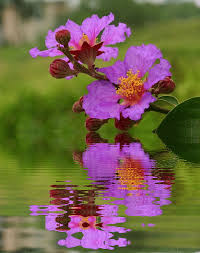 Kết quả hình ảnh cho hinh anh