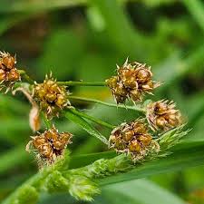 Attēlu rezultāti vaicājumam “Luzula multiflora”