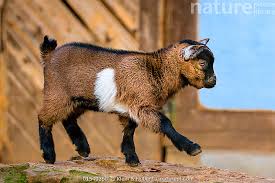 Attēlu rezultāti vaicājumam “Capra juvenile”