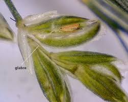 Attēlu rezultāti vaicājumam “Poa remota”