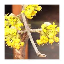 Attēlu rezultāti vaicājumam “Cornus mas flower”