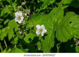 Attēlu rezultāti vaicājumam “Rubus caesius flower”