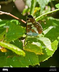 Attēlu rezultāti vaicājumam “Limenitis camilla underside”