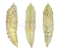 Attēlu rezultāti vaicājumam “Pieris brassicae underside”