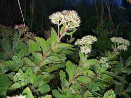 Attēlu rezultāti vaicājumam “Hylotelephium telephium bud”