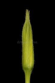 Attēlu rezultāti vaicājumam “Oenothera biennis bud”