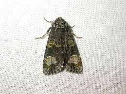 Attēlu rezultāti vaicājumam “Craniophora ligustri imago”