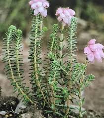 Attēlu rezultāti vaicājumam “Erica tetralix leaf”