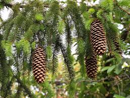 Attēlu rezultāti vaicājumam “Picea abies leaf”