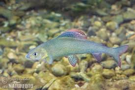 Image result for Thymallus thymallus