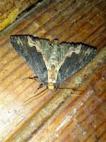 Attēlu rezultāti vaicājumam “Dypterygia scabriuscula”