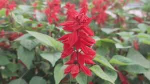 Attēlu rezultāti vaicājumam “Lobelia dortmanna flower”