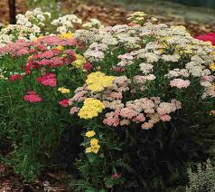 Attēlu rezultāti vaicājumam “Achillea millefolium flower”