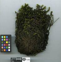 Attēlu rezultāti vaicājumam “Pseudocalliergon turgescens”