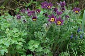 Attēlu rezultāti vaicājumam “Pulsatilla vulgaris”