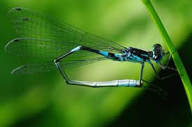Attēlu rezultāti vaicājumam “Coenagrion pulchellum male”