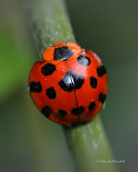 Attēlu rezultāti vaicājumam “Myrrha octodecimguttata”