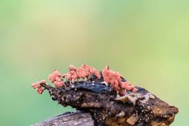 Attēlu rezultāti vaicājumam “Arcyria minuta stalked”