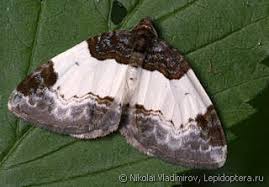 Attēlu rezultāti vaicājumam “Mesoleuca albicillata”