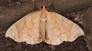Attēlu rezultāti vaicājumam “Eulithis sp.”