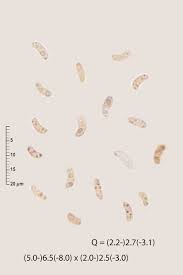 Attēlu rezultāti vaicājumam “Cinereomyces lindbladii”