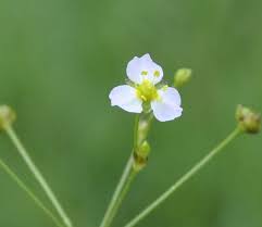 Attēlu rezultāti vaicājumam “Alisma gramineum”