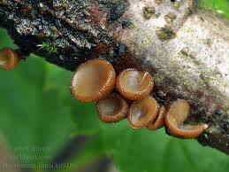 Attēlu rezultāti vaicājumam “Rutstroemia firma”