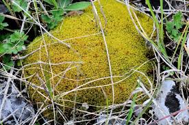 Attēlu rezultāti vaicājumam “Tortella tortuosa”