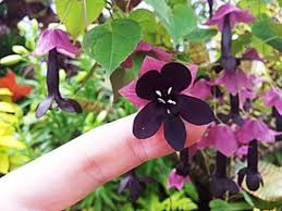 Image result for Rhodochiton atrosanguineum