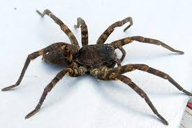 Image result for spider