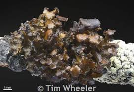 Attēlu rezultāti vaicājumam “Cetraria sepincola”