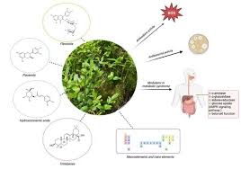 Attēlu rezultāti vaicājumam “Vaccinium myrtillus leaf”