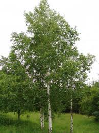 Attēlu rezultāti vaicājumam “Betula pendula”