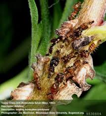 Attēlu rezultāti vaicājumam “Hylecoetus dermestoides male”