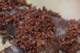 Attēlu rezultāti vaicājumam “Cetraria sepincola”