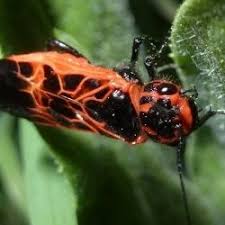 Attēlu rezultāti vaicājumam “Caenolyda reticulata”