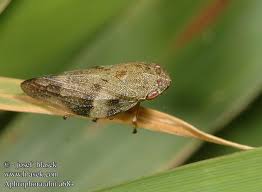 Attēlu rezultāti vaicājumam “Aphrophora alni”