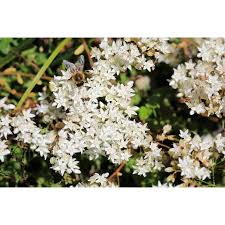 Attēlu rezultāti vaicājumam “Sedum acre flower”