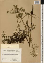 Attēlu rezultāti vaicājumam “Peucedanum oreoselinum”